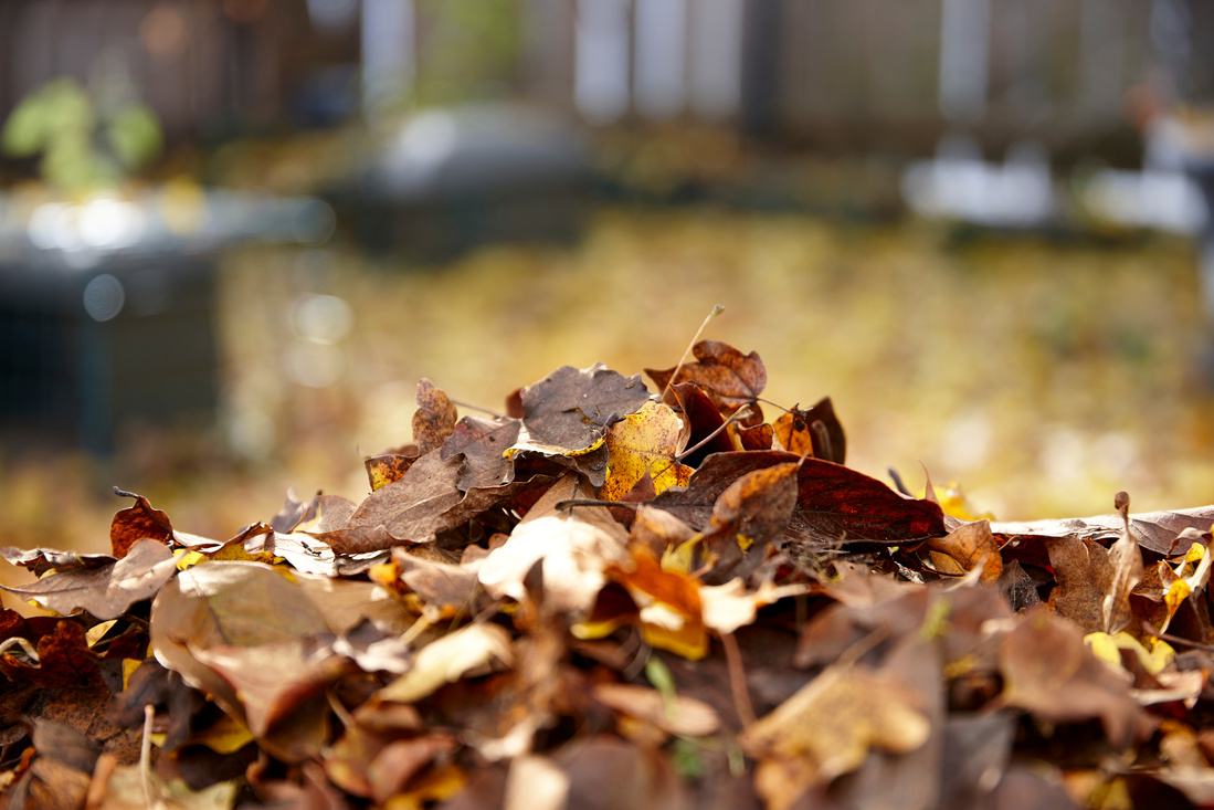 pile of leaves