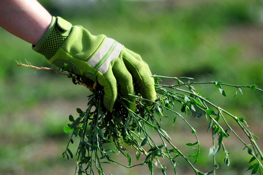 Pulling out weeds by the roots